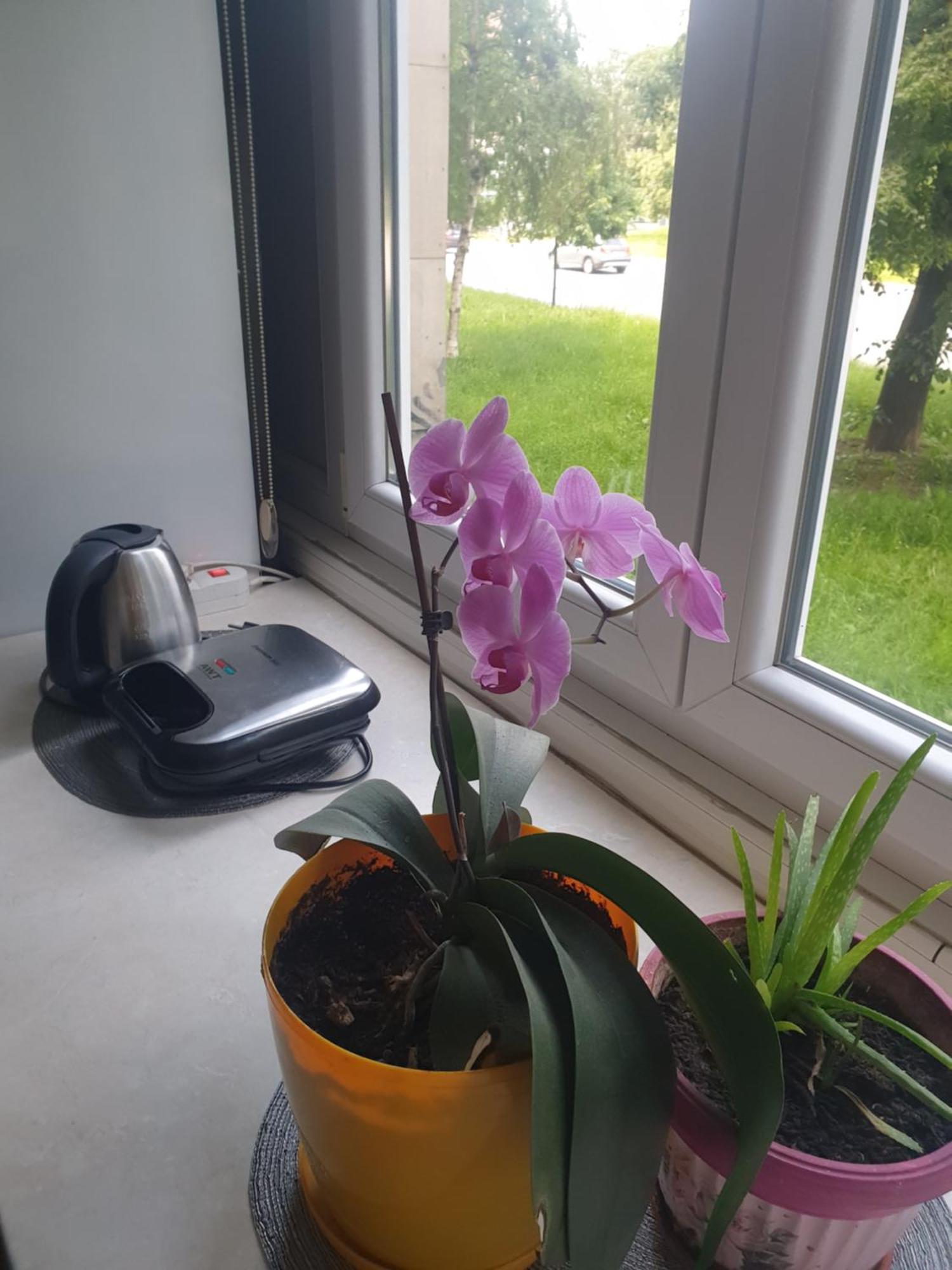 Apartman Oli SJJ Exteriér fotografie